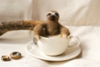 Sloth In A Cup