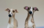 two needle felted whippets