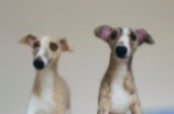 two needle felted whippets