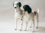 two needle felted dogs