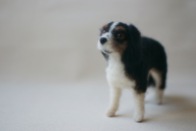 felted cavalier king charles